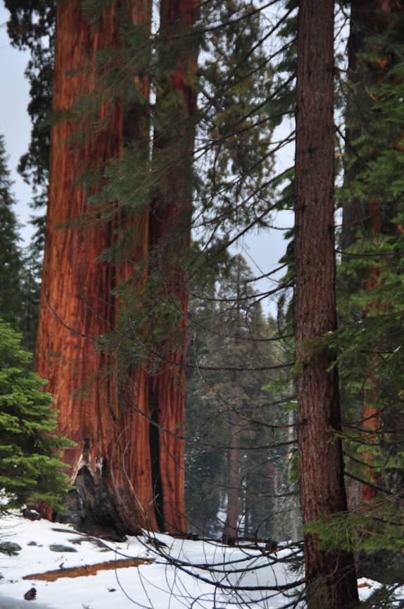 As primeiras e gigantescas sequoias que avistamos no Sequoia National Park,  na Califórnia - EUA